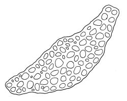 Cratoneuropsis relaxa “hypnobartlettia” growth form, cross-section of upper laminal cells including costa, c. 325 µm from apex. Drawn from collector unknown, Oct. 1973, CHR 105042A.
 Image: R.C. Wagstaff © Landcare Research 2014 